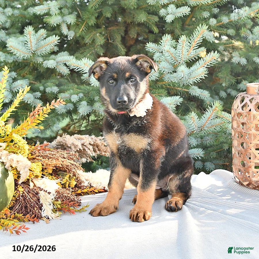 German Shepherd dogs for sale: Amber - Ad 2