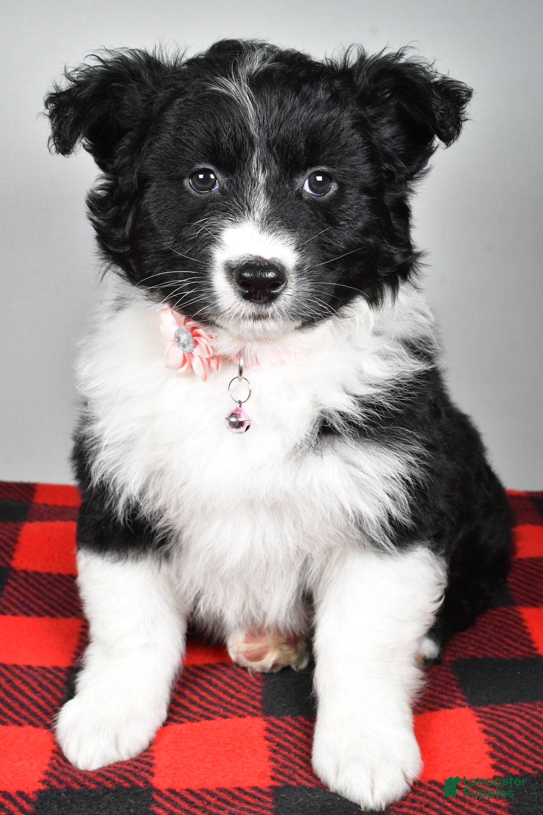 Mixed Breed dogs for sale: Patty - Ad 6