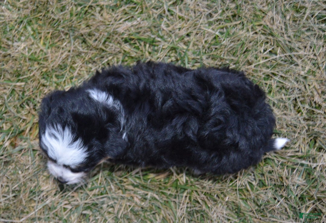 Mini Aussiedoodle dogs for sale: Mini Arlo - Ad 11