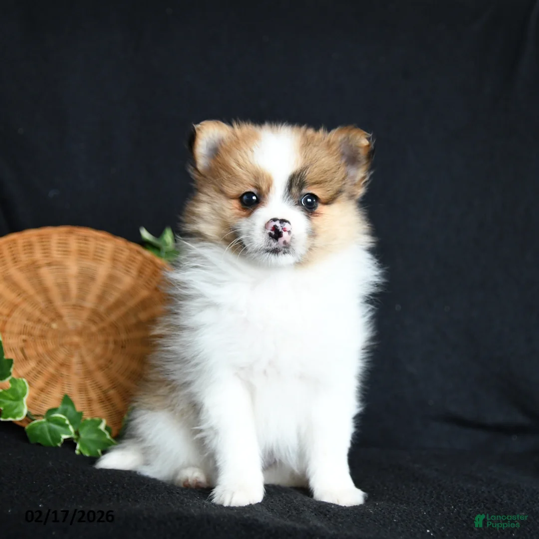 Pomeranian dogs for sale: Fifi - Ad 1