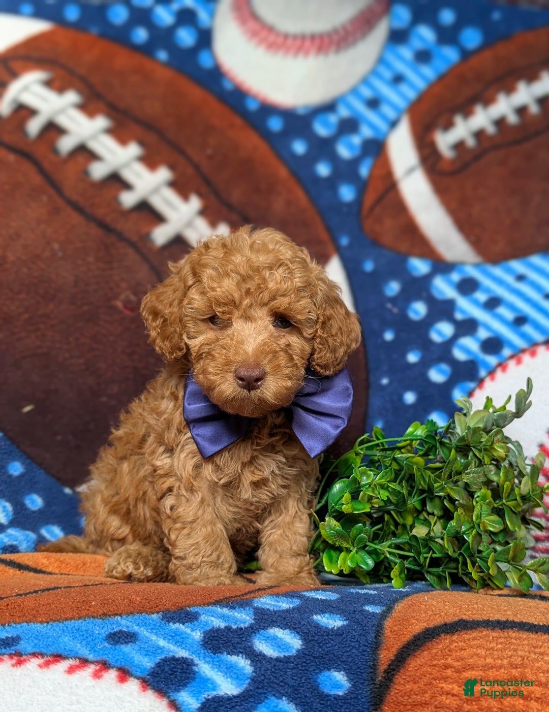 Miniature Poodle dogs for sale: Mable - Ad 11