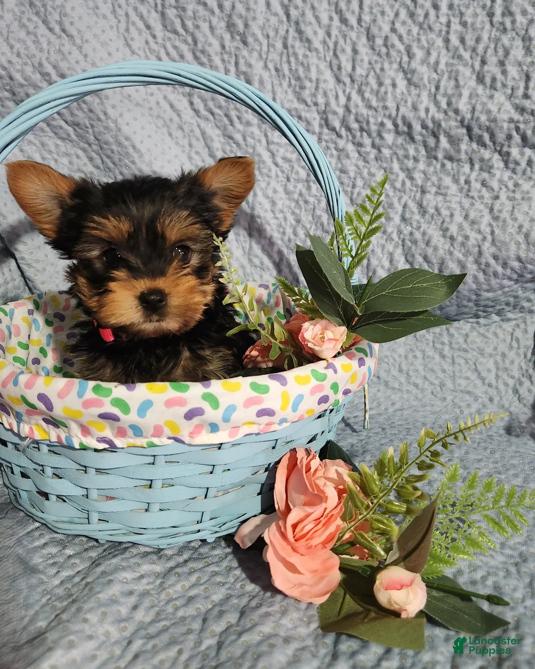 Yorkshire Terrier dogs for sale: Sassy - Ad 3