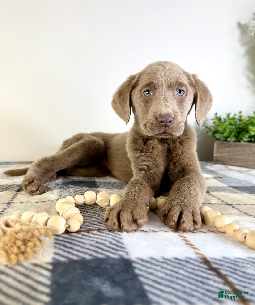 Labrador Retriever dogs for sale: AKC Luna - Ad 5