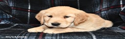 Golden Retriever dogs for sale: Tiffany - Ad 1