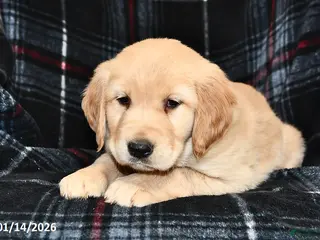 Golden Retriever dogs Tiffany - Ad 35