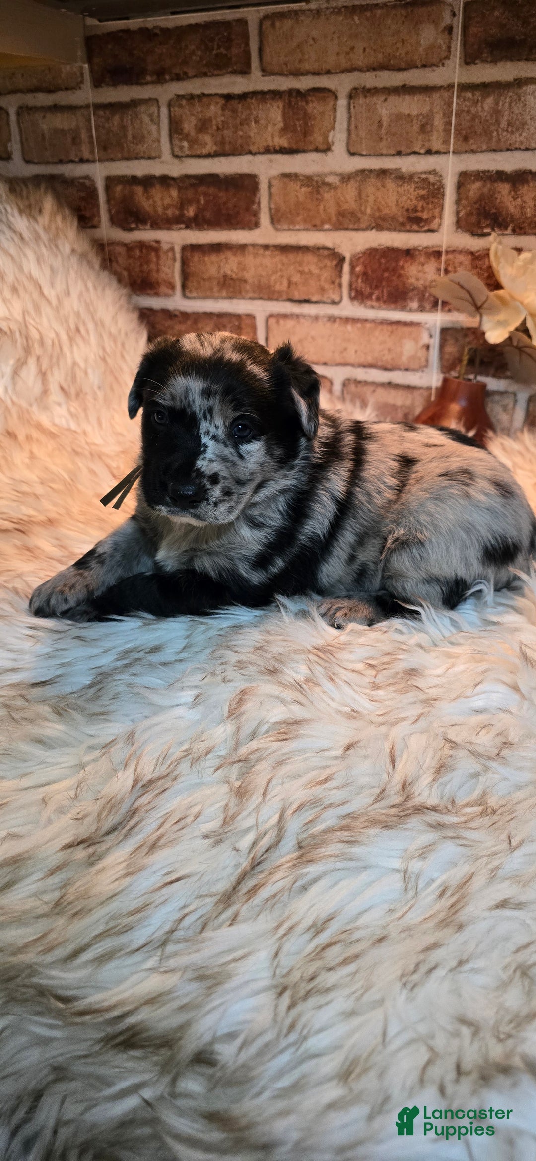 Mixed Breed dogs for sale: Willow - Ad 12