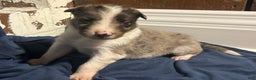 Australian Shepherd dogs for sale: Ruth - Ad 26