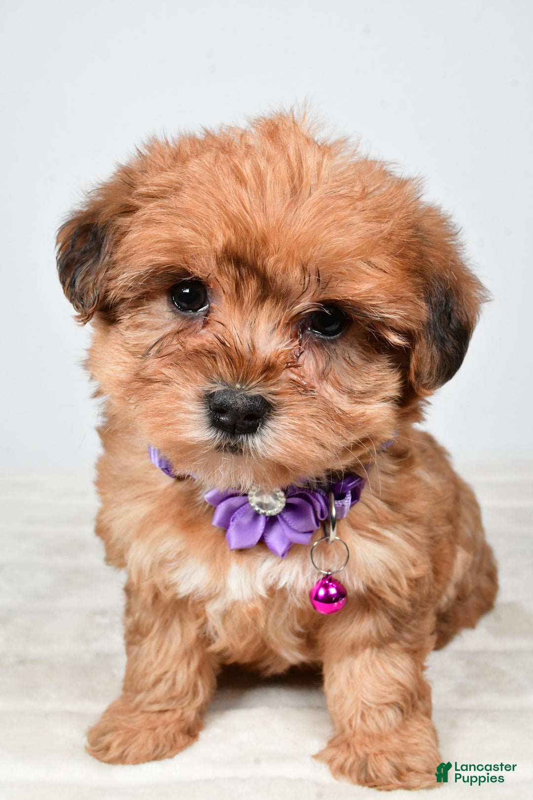 Yorkiepoo dogs for sale: Tillie - Ad 7
