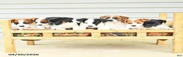 Jack Russell Terrier dogs for sale: Fergus - Ad 5