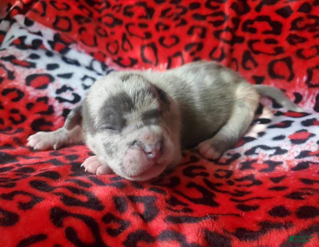 American Bully dogs for sale: "ICE CUBE" - Ad 12