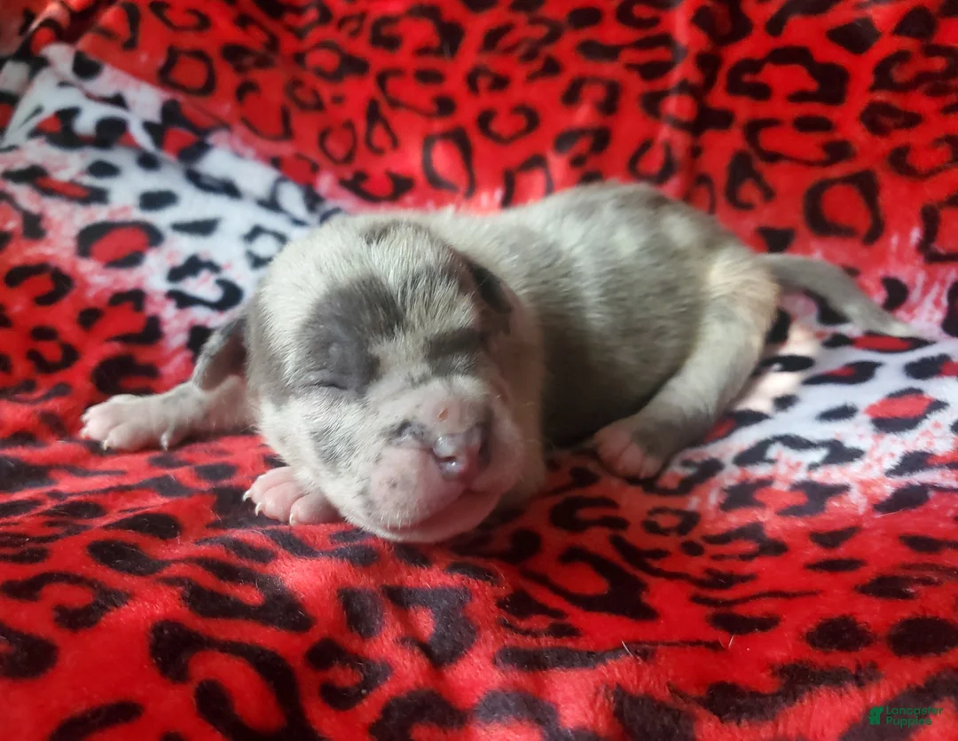 American Bully dogs for sale: "ICE CUBE" - Ad 12