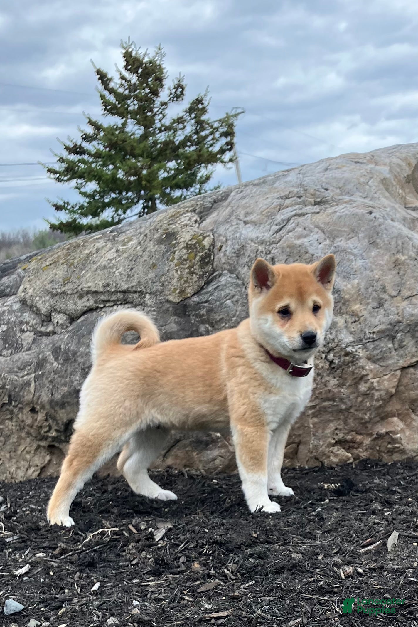 Shiba Inu dogs Sunny - Ad 2