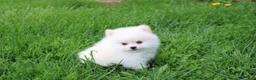 Pomeranian dogs for sale: Charlie  - Ad 5