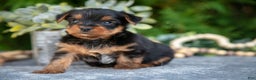 Yorkshire Terrier dogs for sale: Kingston - Ad 3