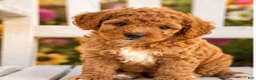 Mini Aussiedoodle dogs for sale: Blaze - Ad 3