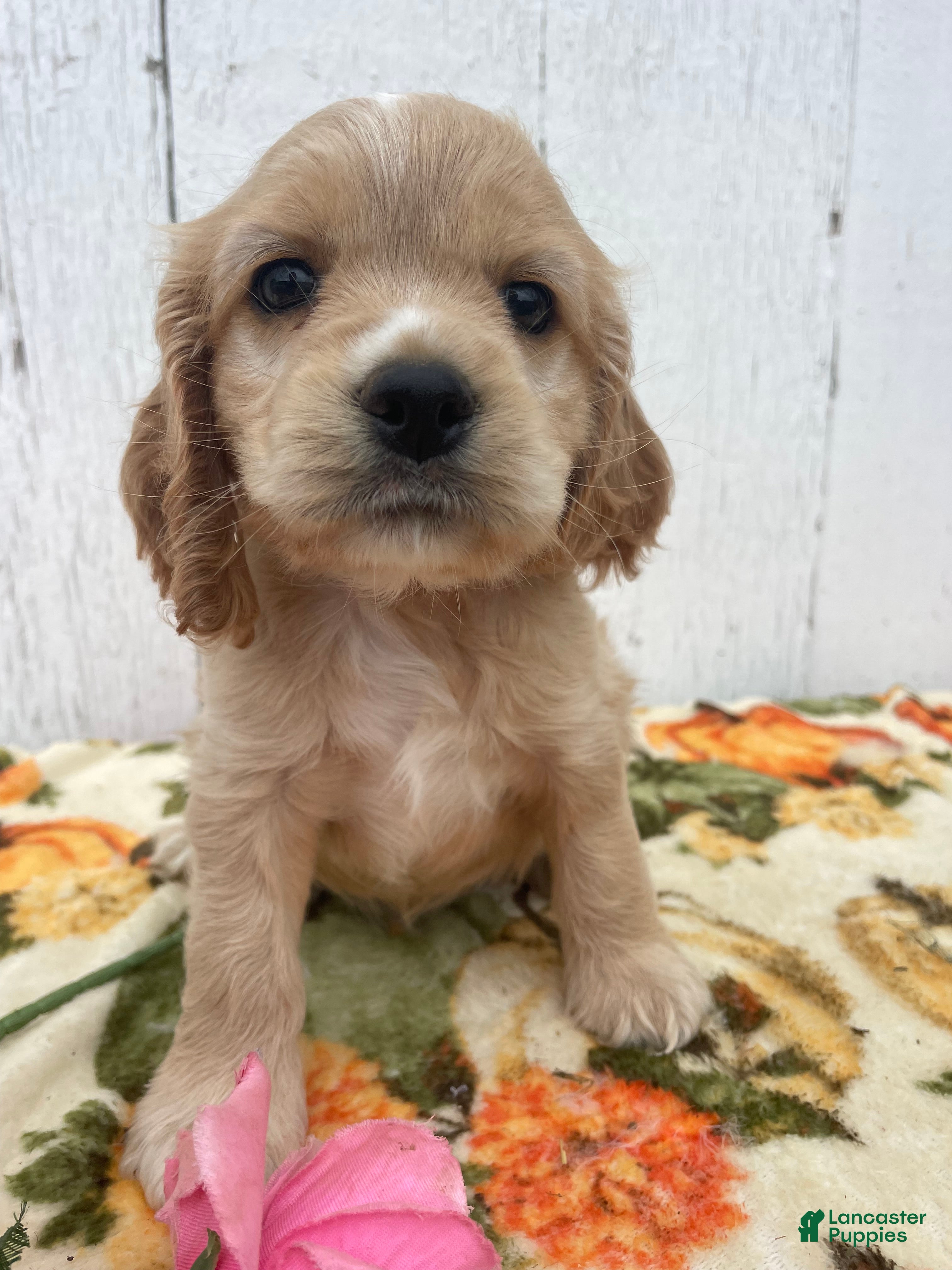 Cocker Spaniel dogs Copper - Ad 41