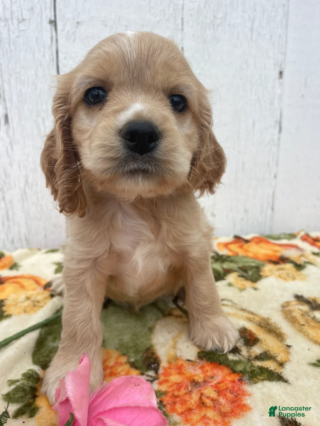 Cocker Spaniel dogs for sale: Copper - Ad 1