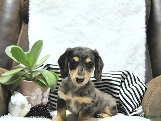 Miniature Dachshund dogs - Ad 7