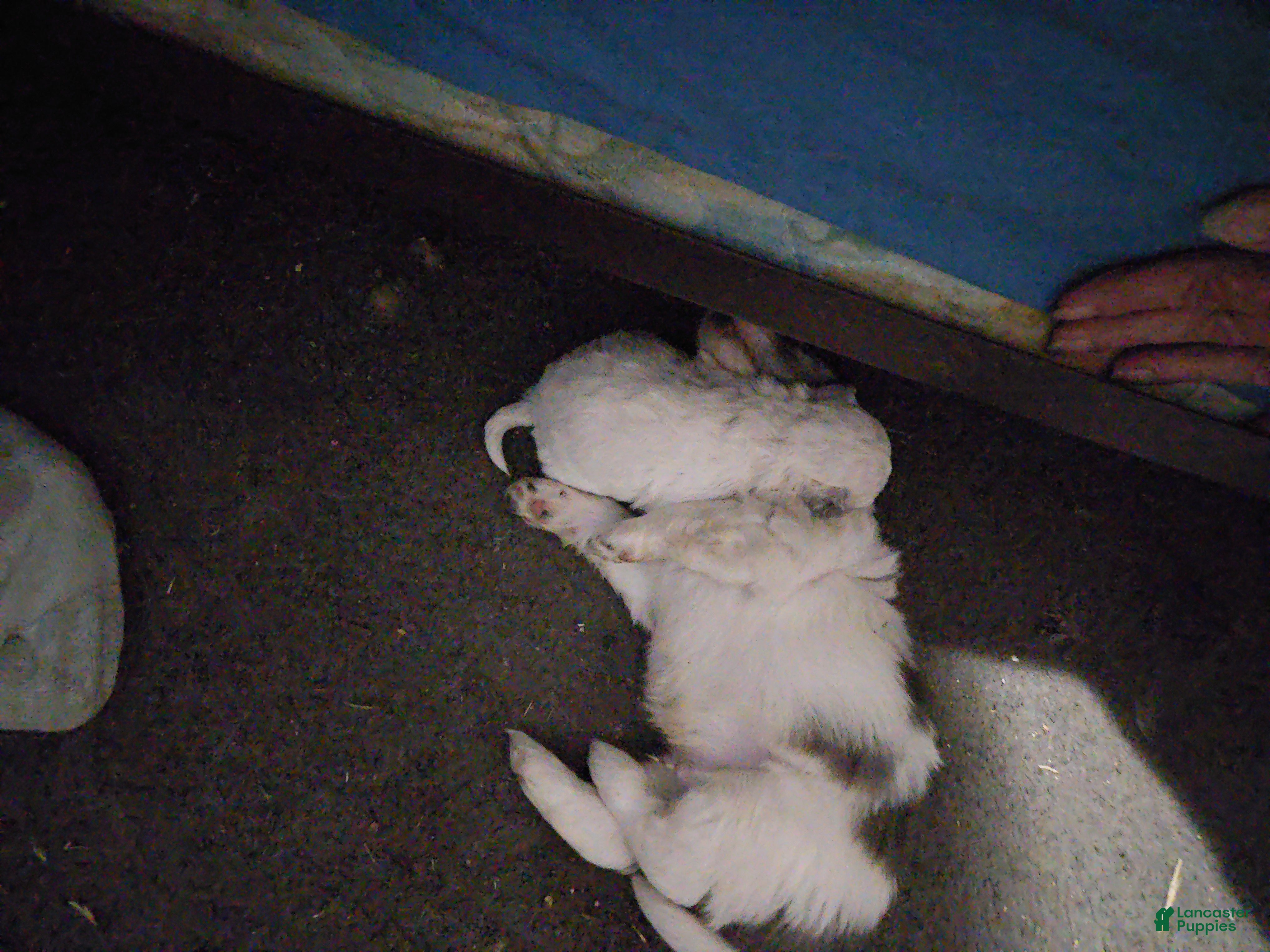 Mixed Breed dogs Mixed Breed Puppy 3 - Ad 24