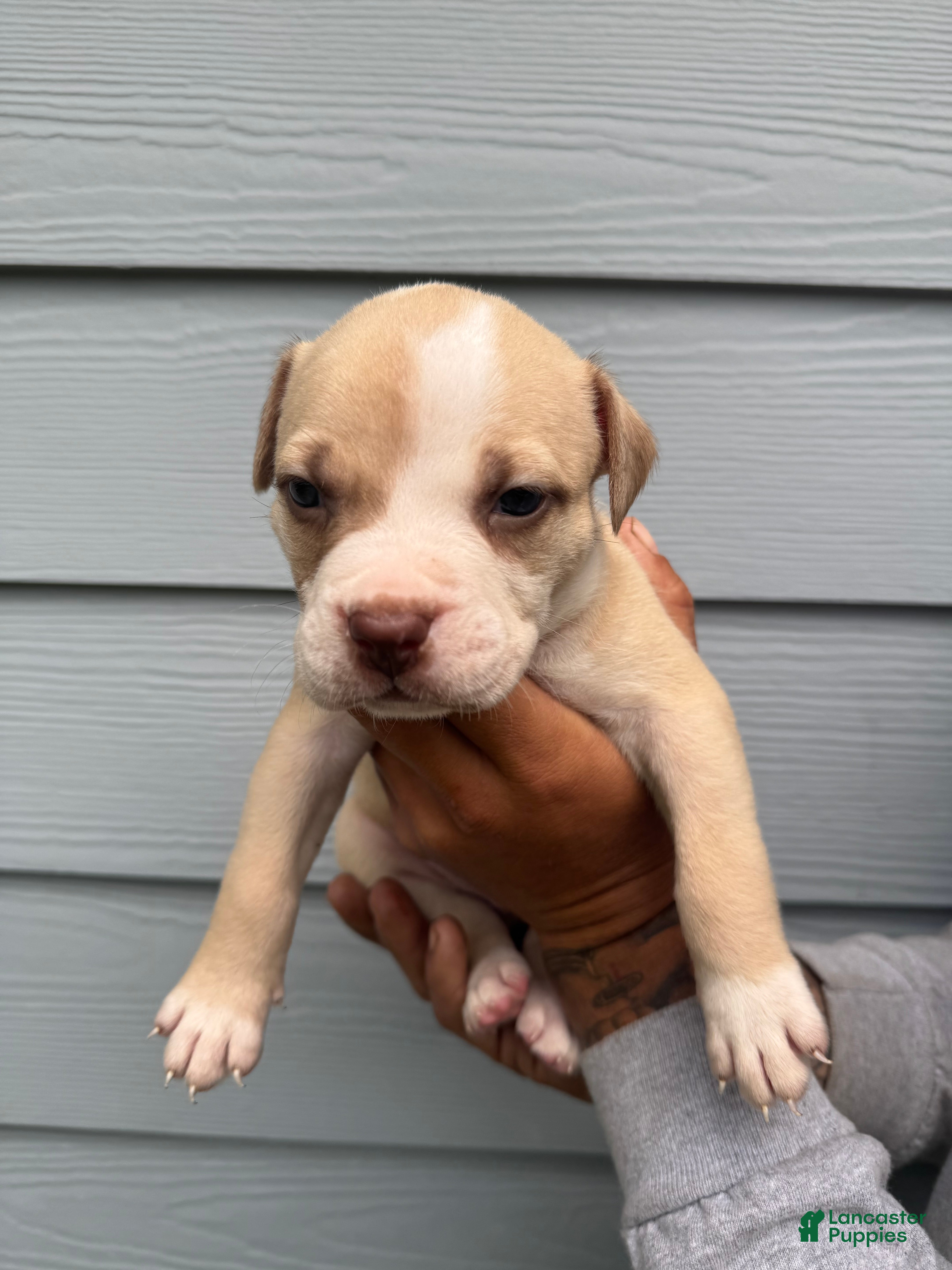 American Pit Bull Terrier dogs American Pit Bull Terrier Puppy 1 - Ad 3