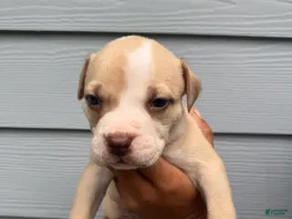 American Pit Bull Terrier dogs American Pit Bull Terrier Puppy 1 - Ad 11