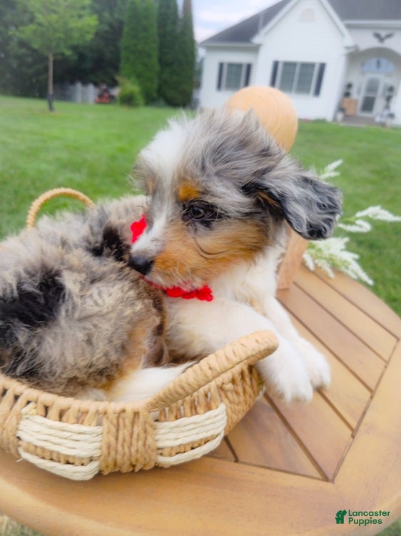 Aussiedoodle dogs Honey Dew - Ad 2