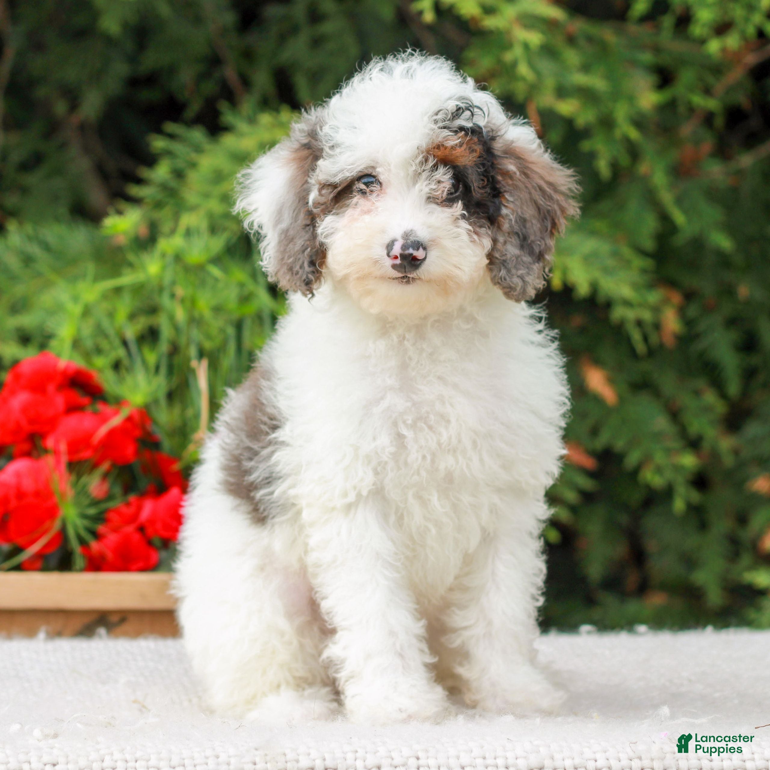 Miniature Poodle dogs Carson  - Ad 2