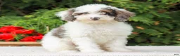 Miniature Poodle dogs for sale: Carson  - Ad 5