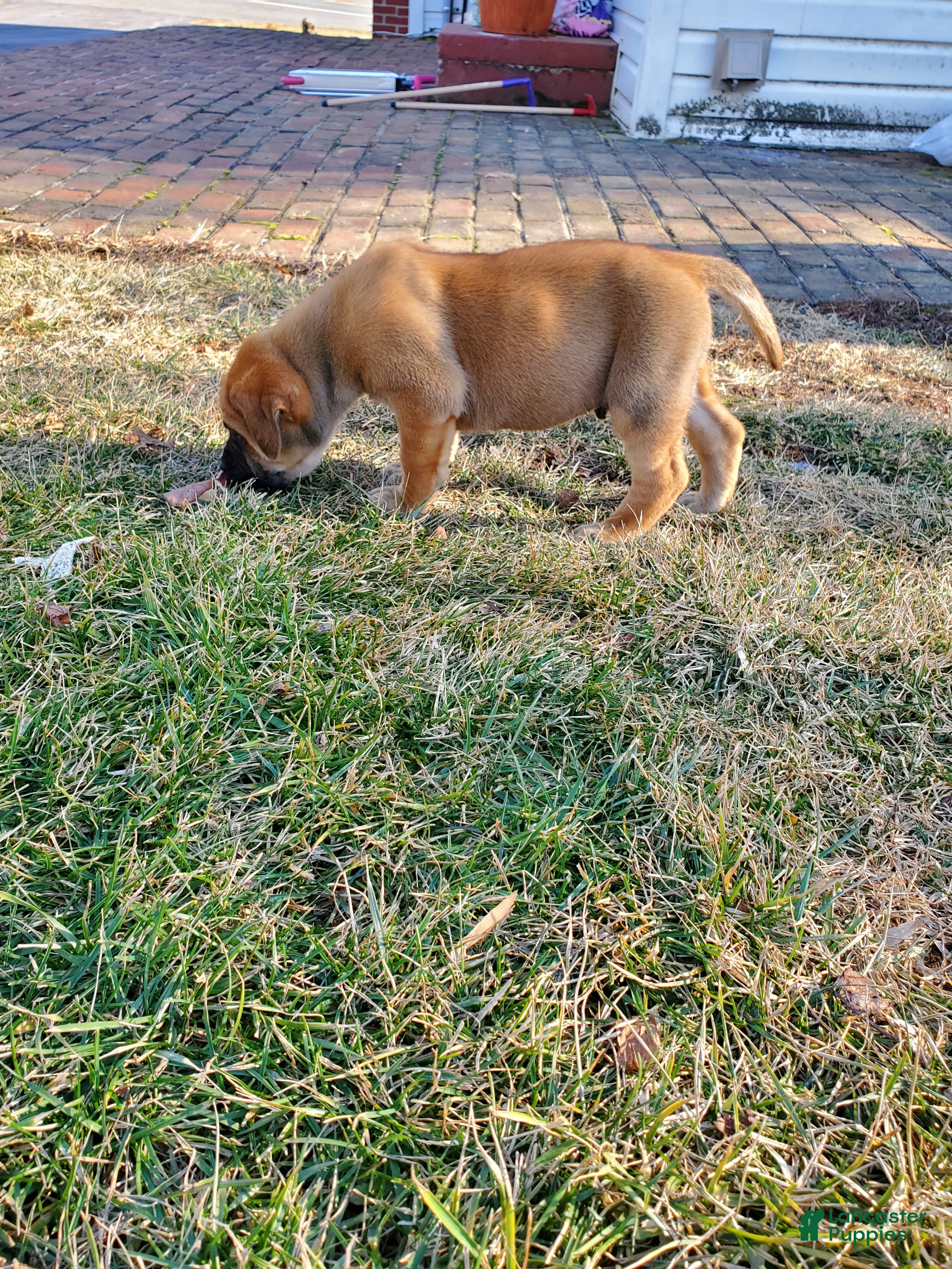 English Mastiff dogs Finn - Ad 2