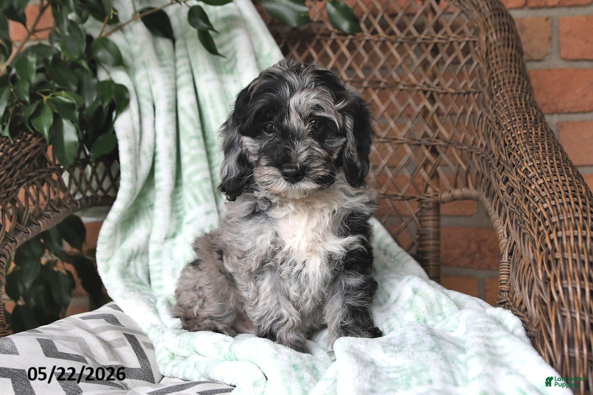 Cockapoo dogs Oreo - Ad 1