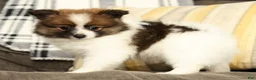 Pomeranian dogs for sale: Molly - Ad 3
