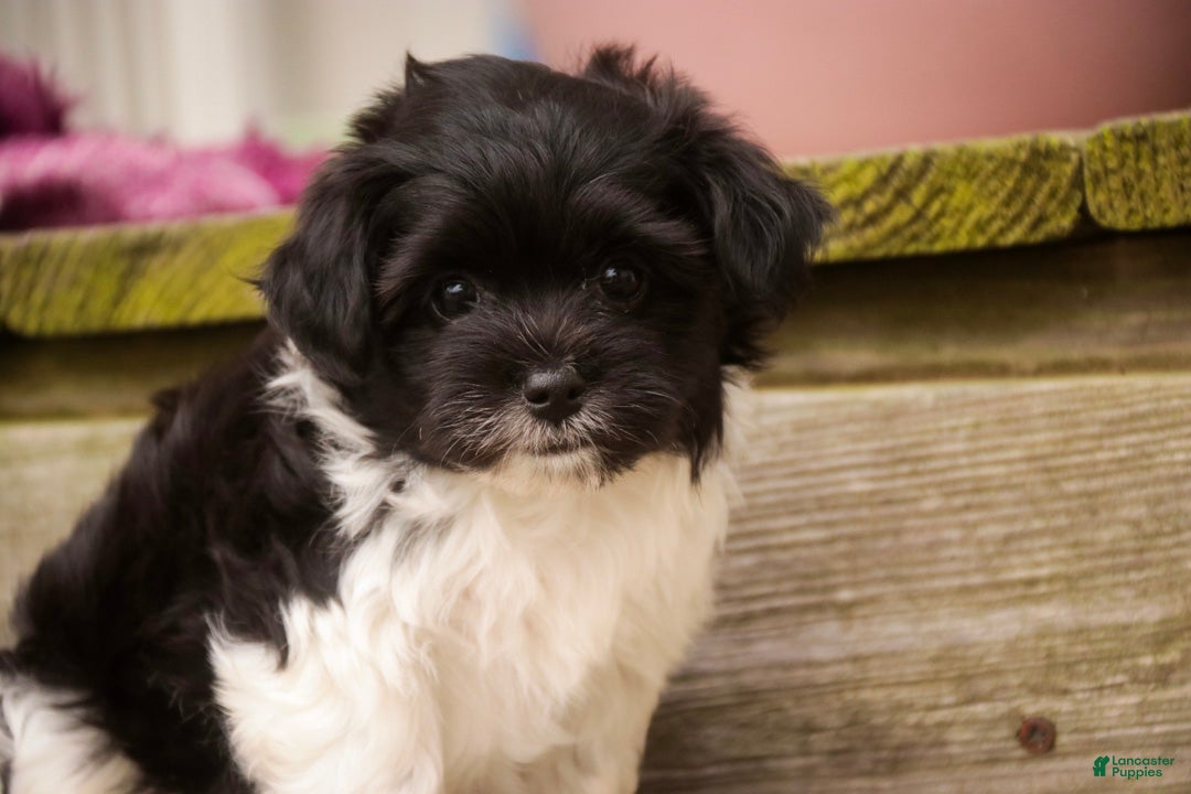 Havanese