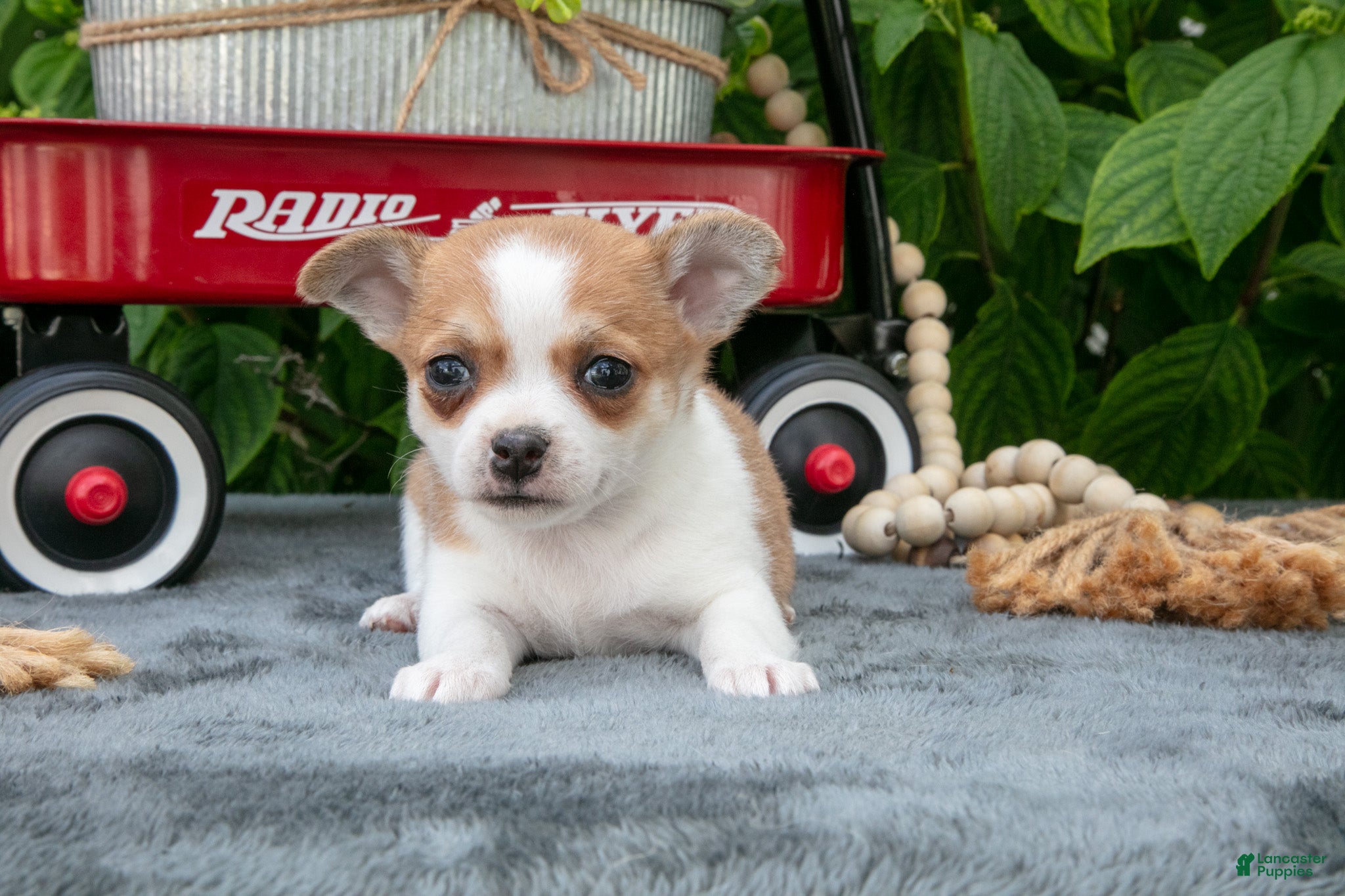 Chihuahua dogs Reeses - Ad 1