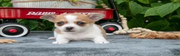 Chihuahua dogs for sale: Reeses - Ad 1