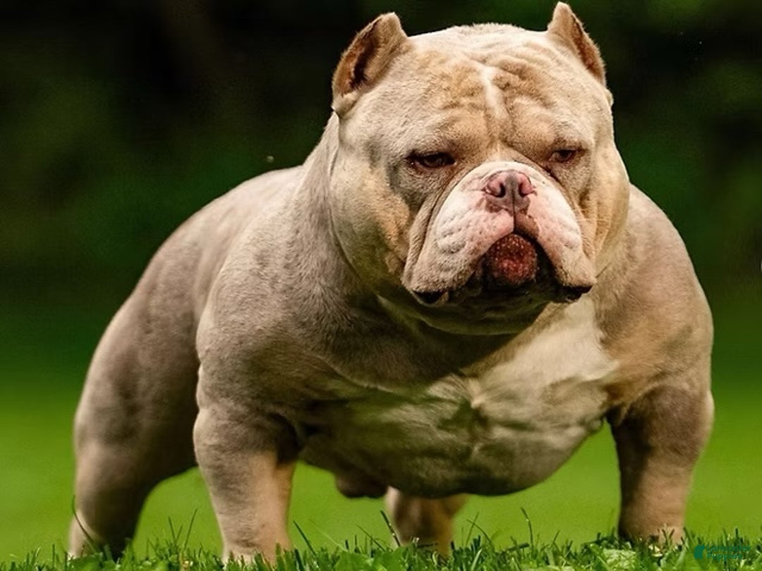 American Bully dogs for sale: American Bully Puppy 2 - Ad 12