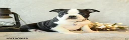 Boston Terrier dogs for sale: Latte - Ad 2