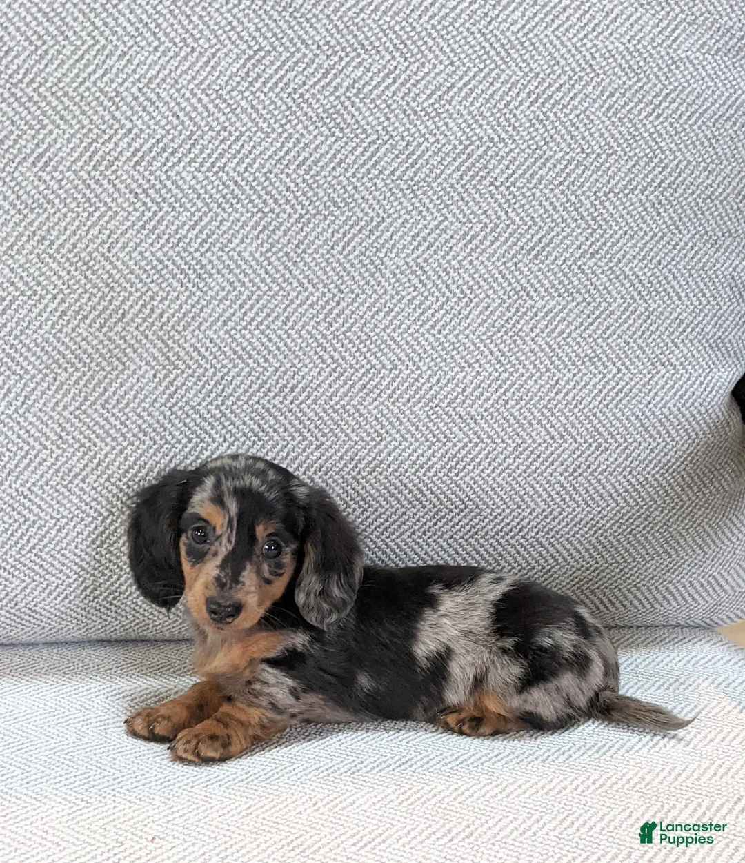 Miniature Dachshund dogs for sale: Jasmine  - Ad 1