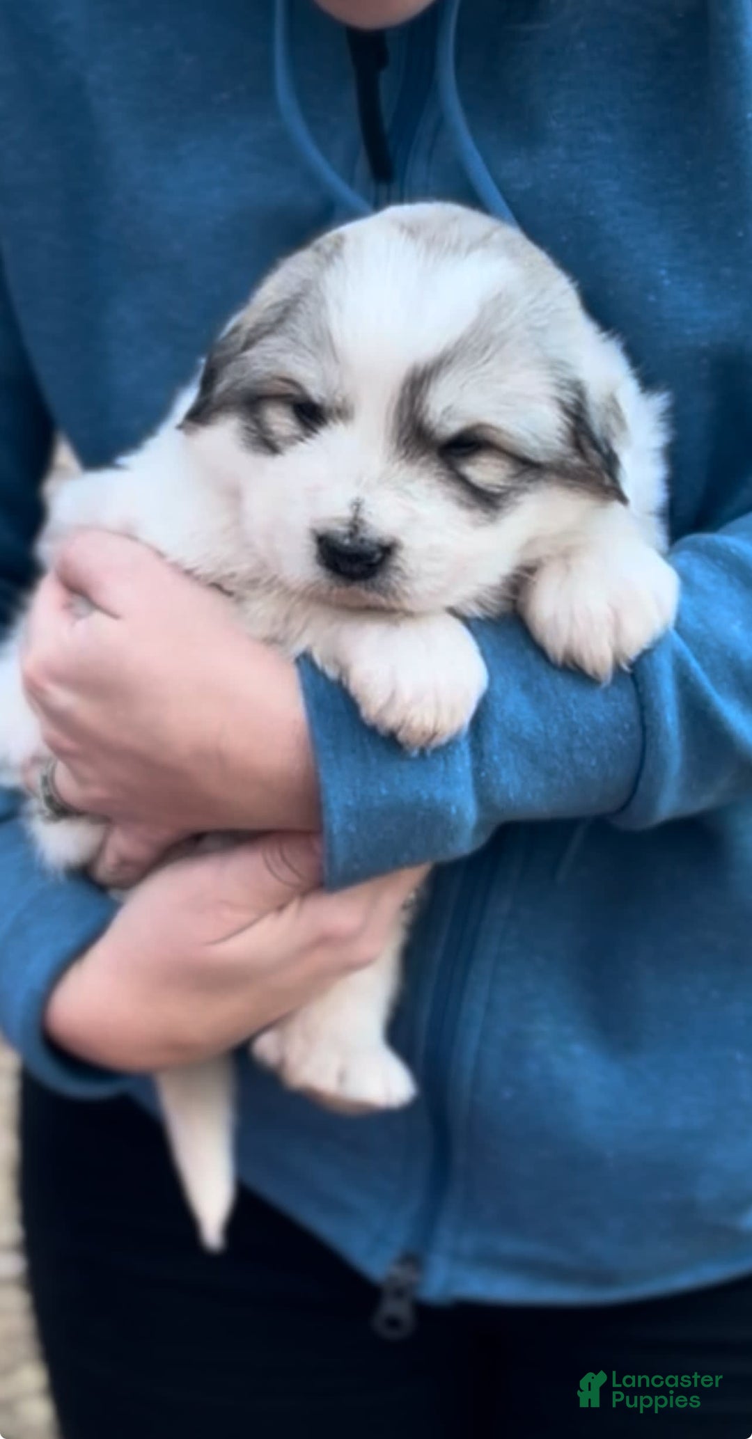 Gallery Image {{count}}