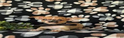 Chihuahua dogs for sale: Dantel - Ad 6