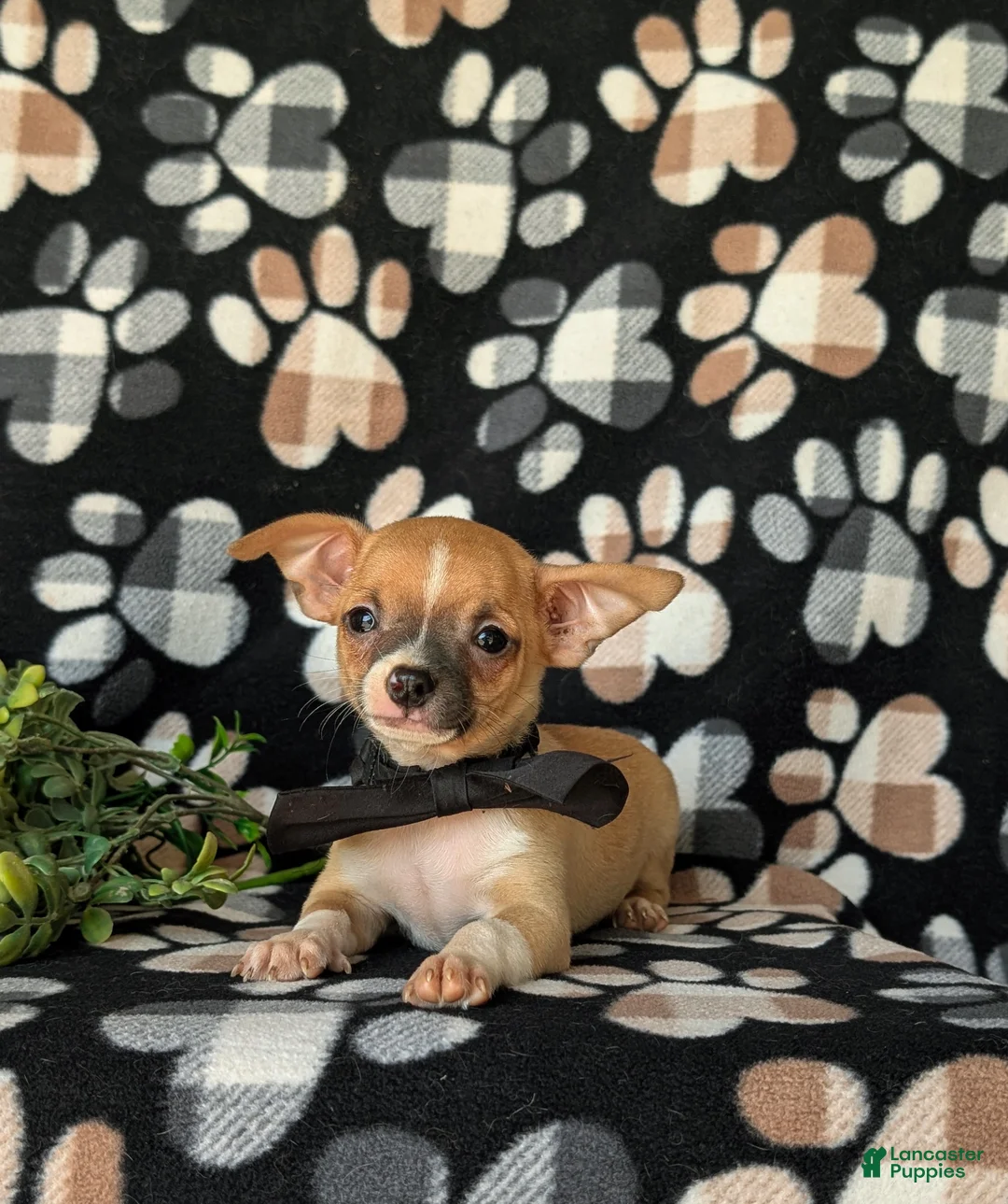 Chihuahua dogs for sale: Dantel - Ad 6