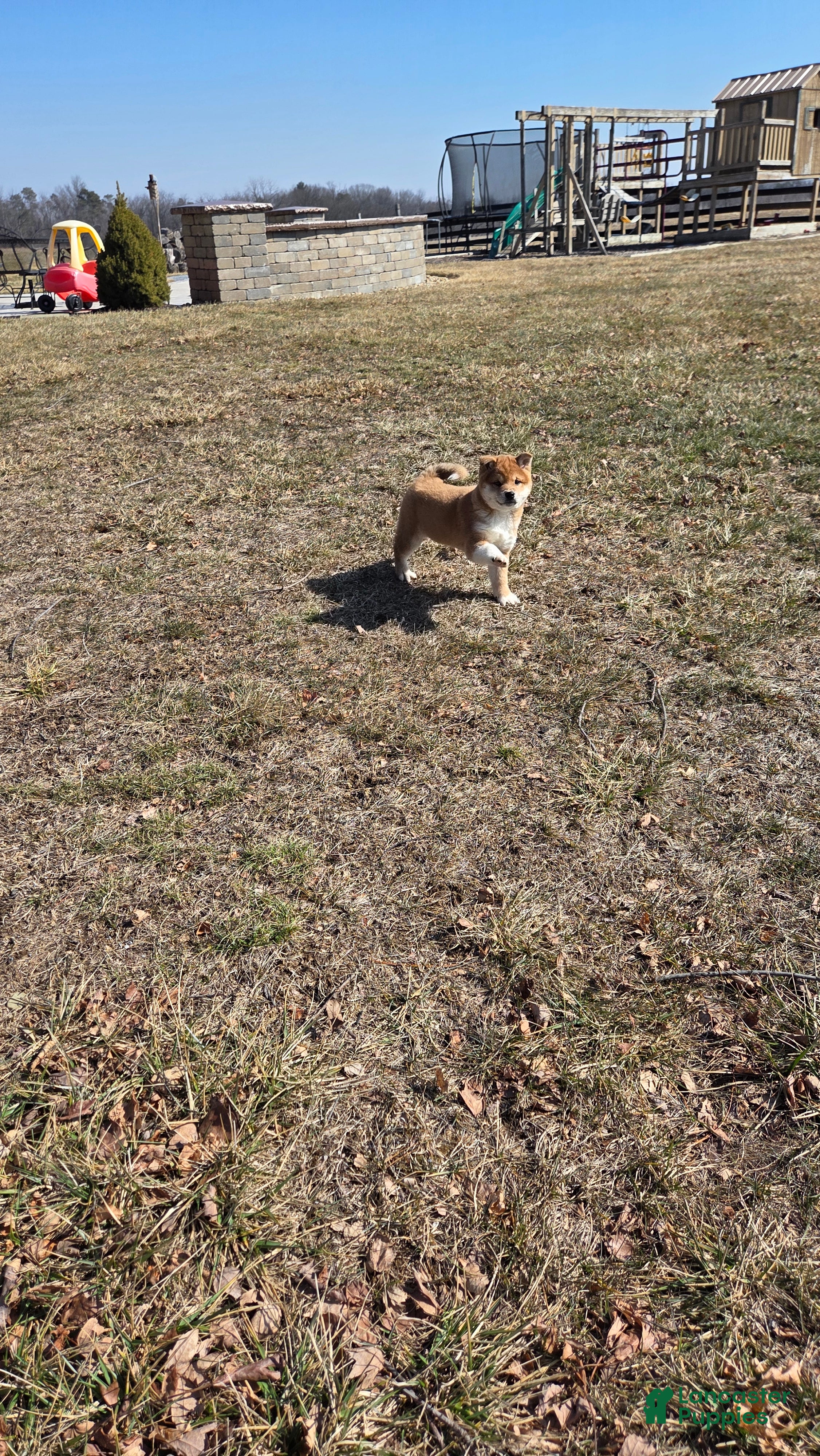 Shiba Inu dogs Ashton - Ad 2