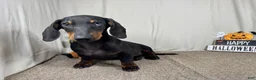 Miniature Dachshund dogs for sale: Miniature Dachshund 2 - Ad 1