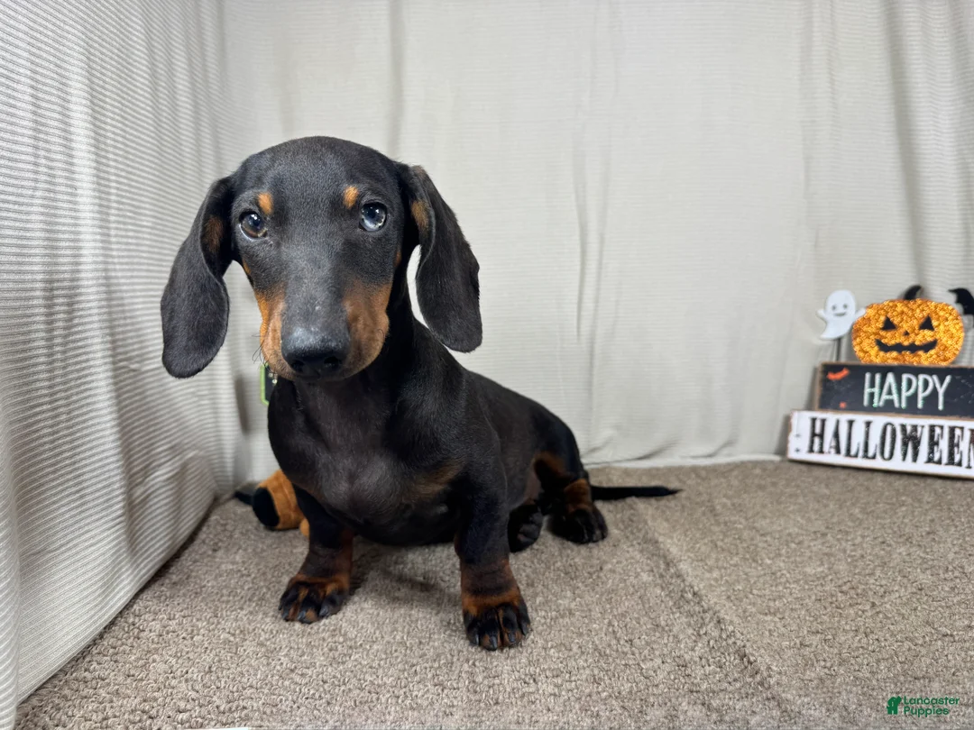 Miniature Dachshund dogs for sale: Miniature Dachshund 2 - Ad 1
