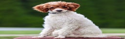 Toy Poodle dogs for sale: Rusty Scout - Ad 6