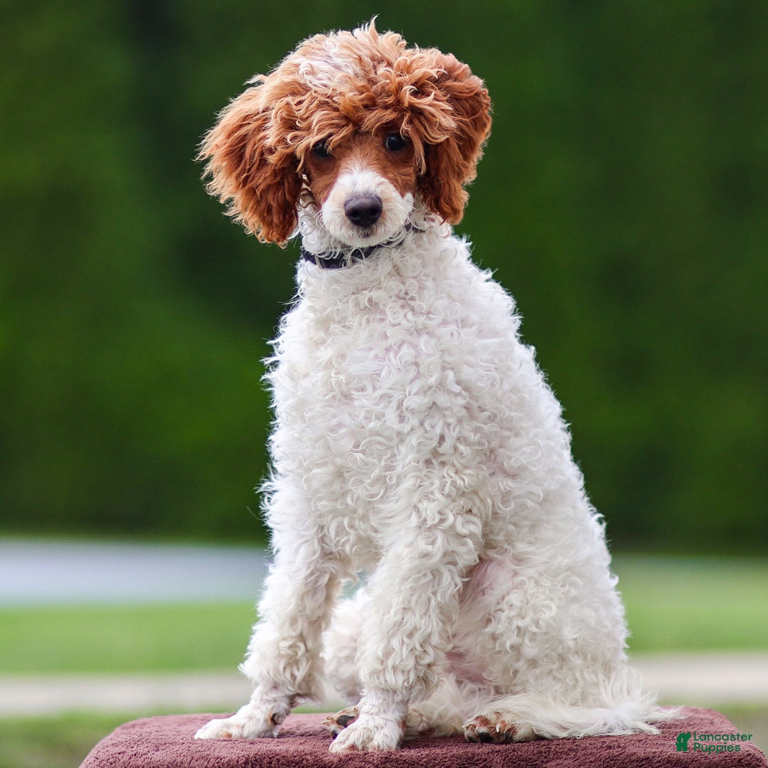 Toy Poodle dogs for sale: Rusty Scout - Ad 6