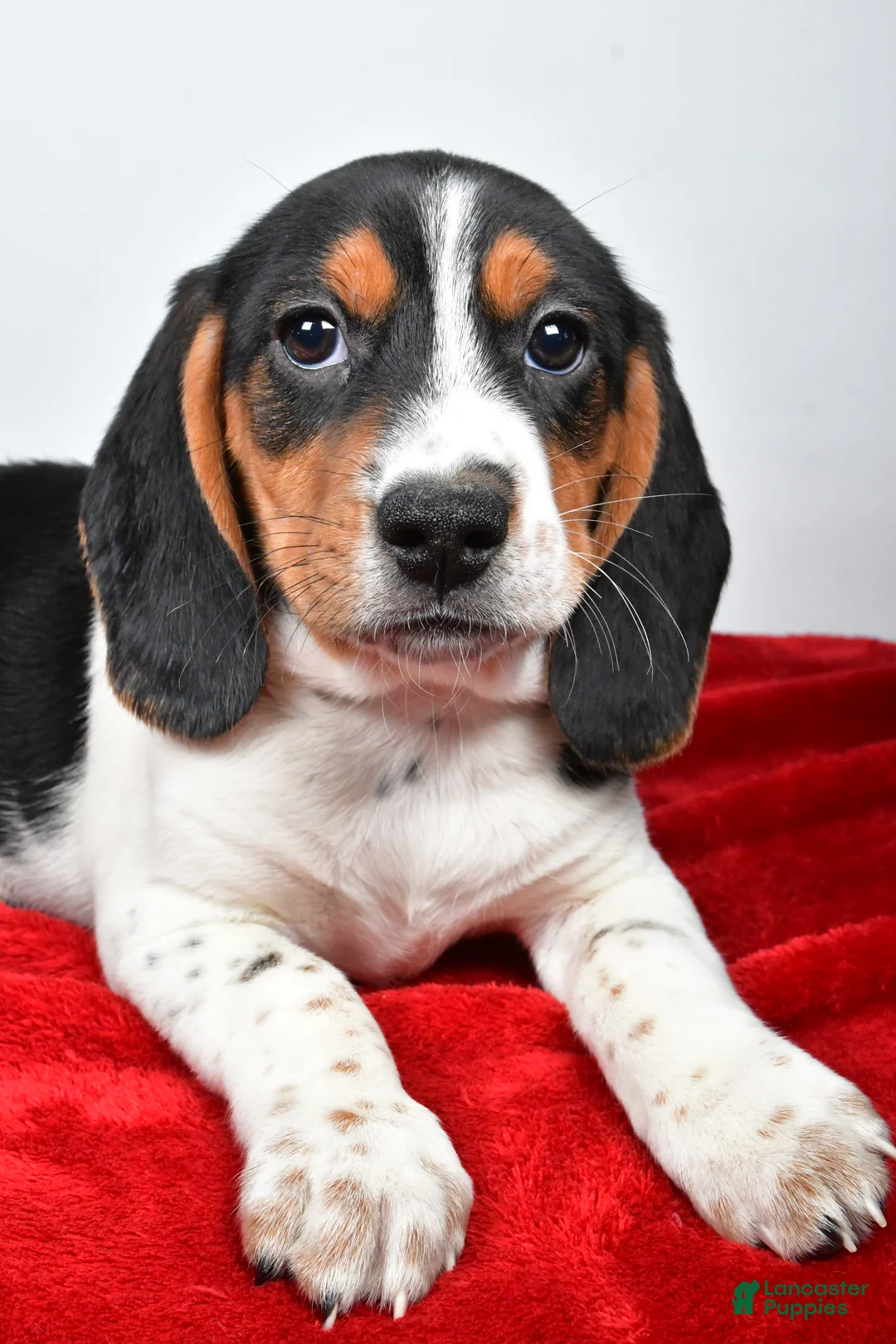 Beagle dogs for sale: Ryan - Ad 8