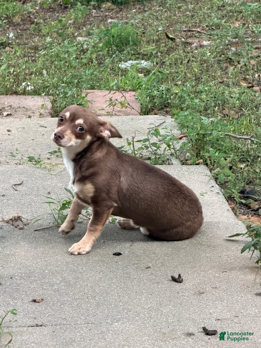 Chihuahua dogs for sale: Chihuahua 1 - Ad 2