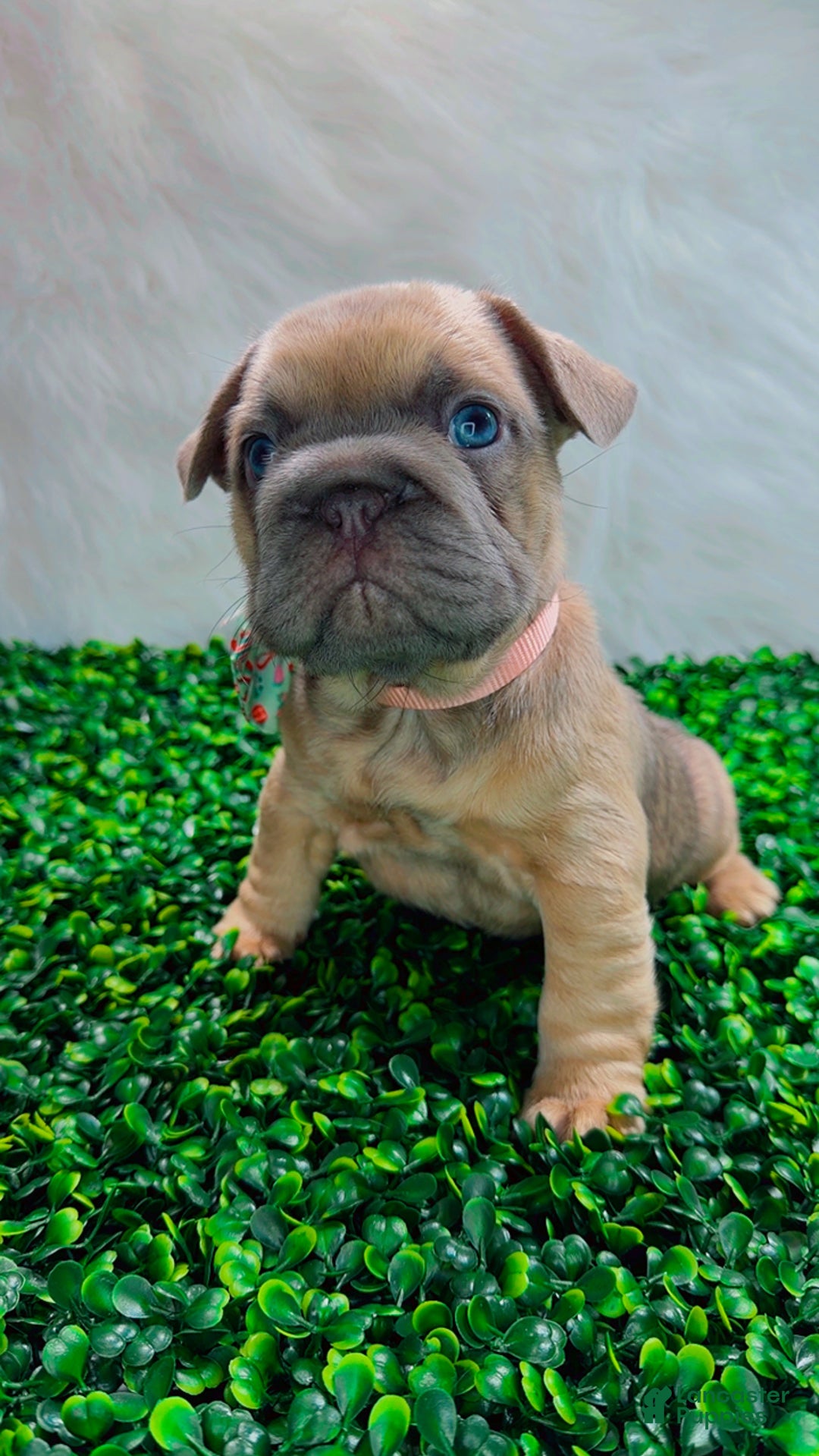 French Bulldog dogs for sale: MAVI - Ad 2