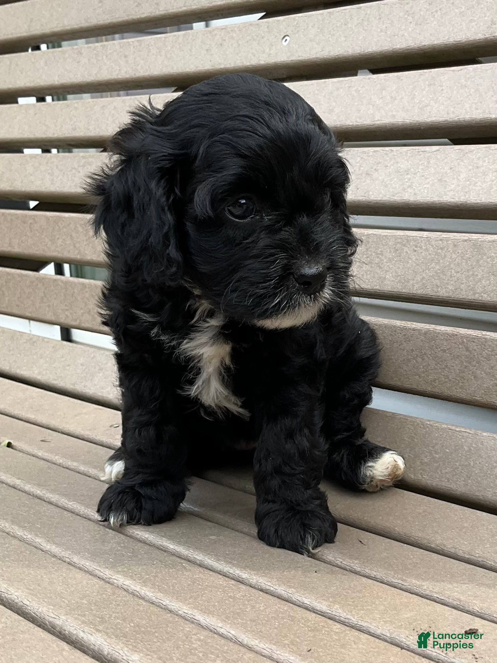 Cavapoo dogs Princess  - Ad 2