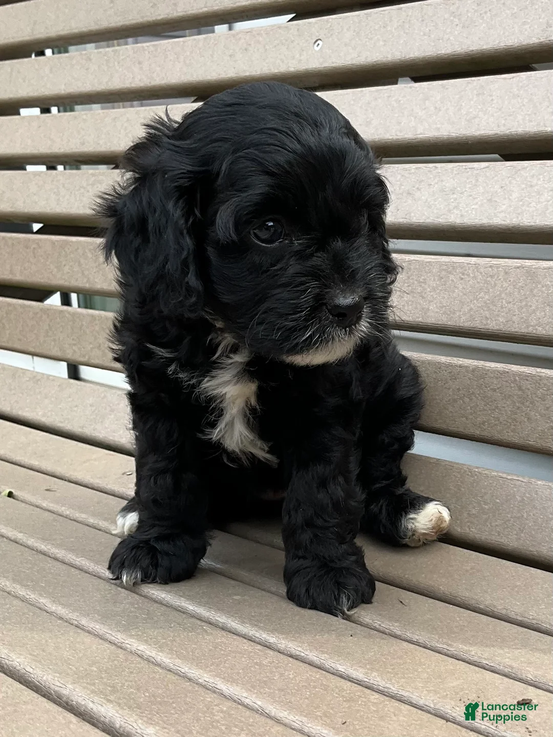 Cavapoo dogs for sale: Princess  - Ad 2